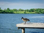 Goose on Lake Dock
